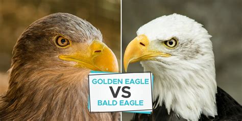 golden eagle size vs bald eagle